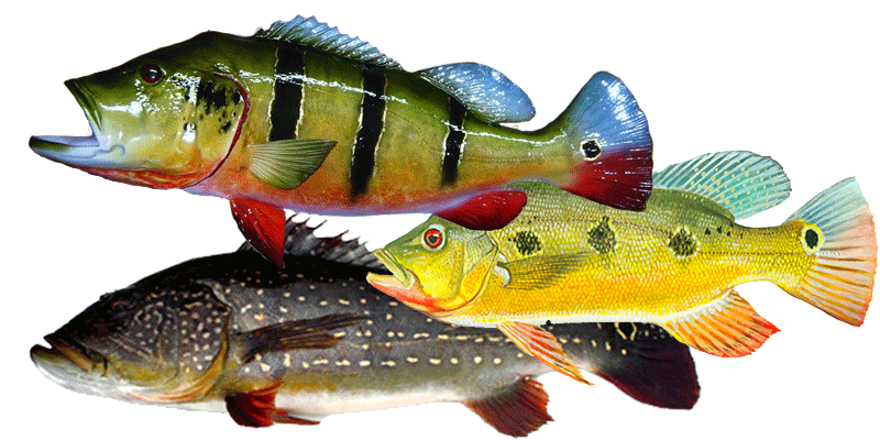 accessories description