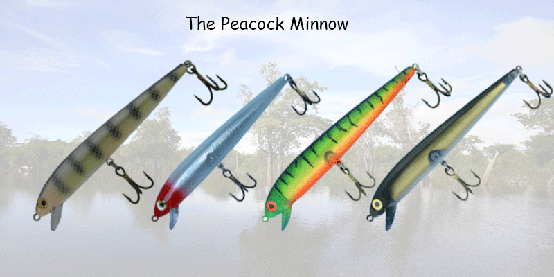 peacock minnow description